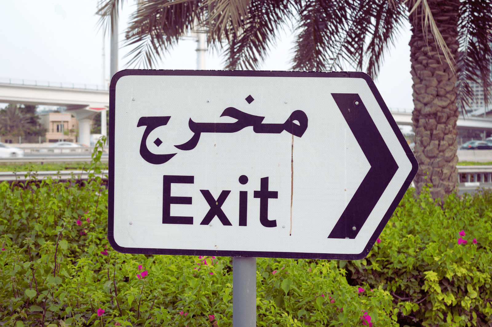 "Exit sign in English and Arabic with an arrow, surrounded by greenery and a palm tree in the background."