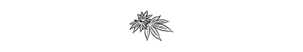 Black and white illustration of a cannabis leaf on a white background.