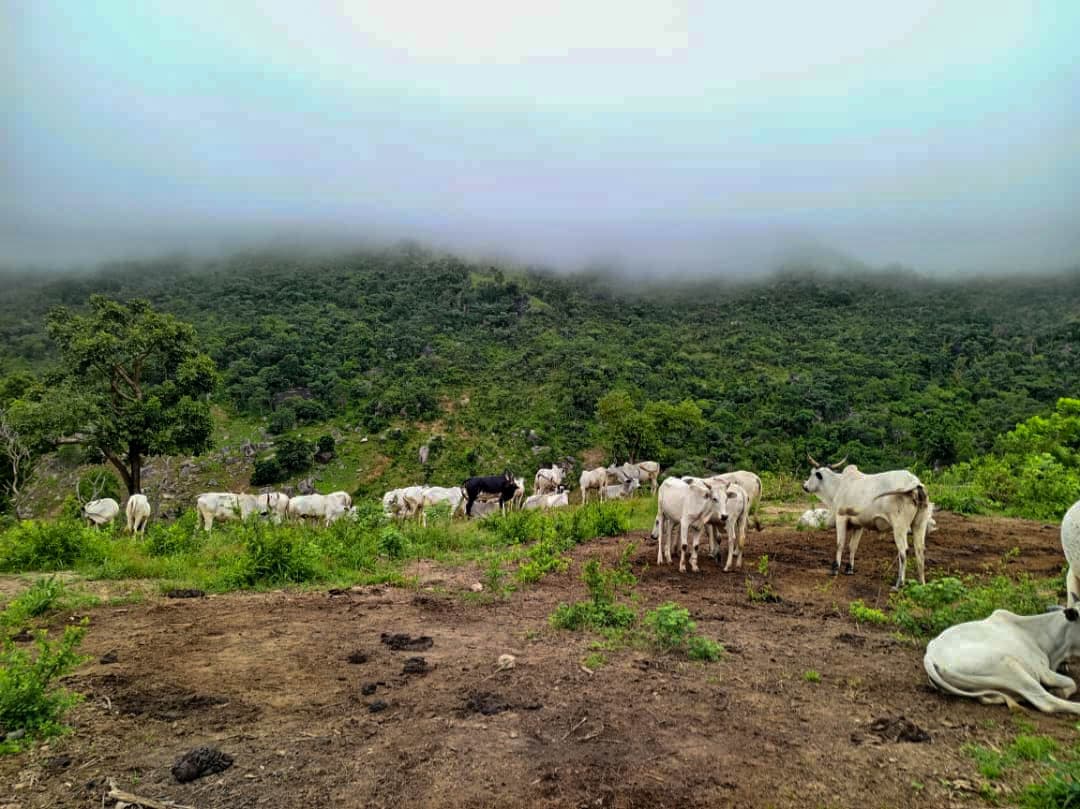 Cattle grazing on a misty hillside with lush greenery.