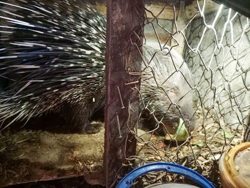 Porcupine behind wire mesh in a dimly lit enclosure, nibbling on food on the ground.