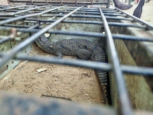 A small crocodile resting inside a metal cage on a sandy surface.