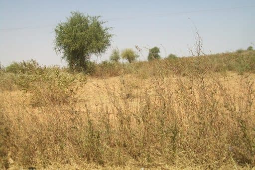 Dry, grassy landscape with sparse shrubs and a few trees under a clear sky.