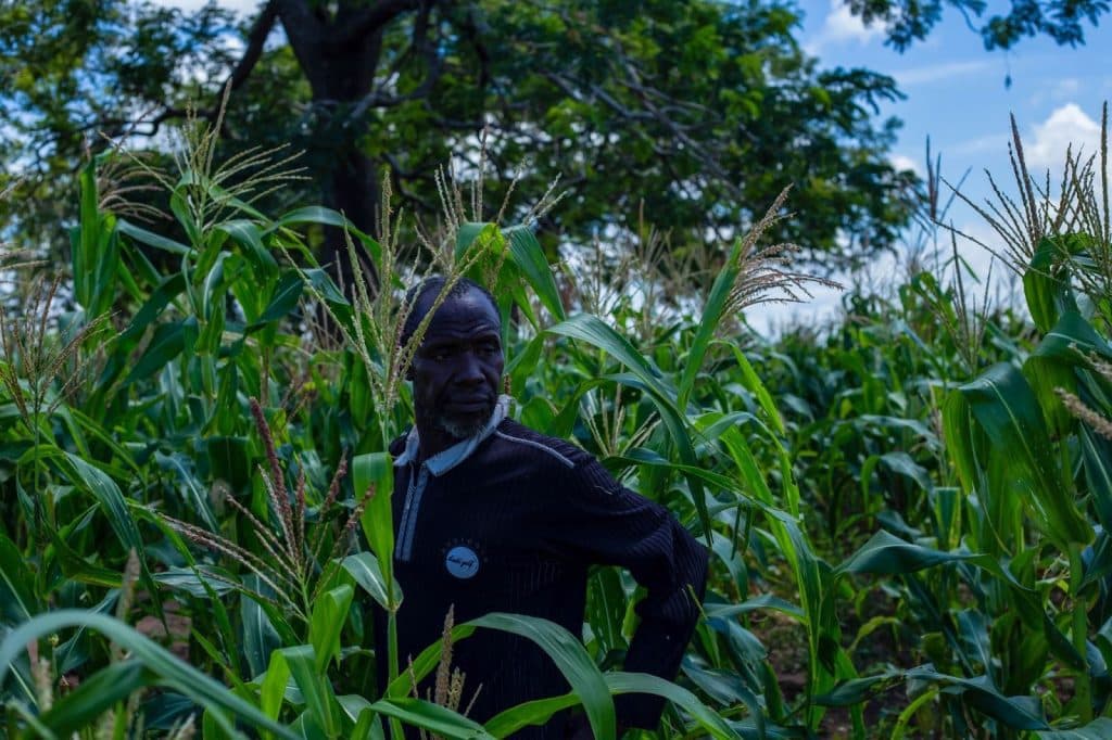 A person stands among tall green maize plants in a lush field under a blue sky with scattered clouds, partially shaded by a tree.