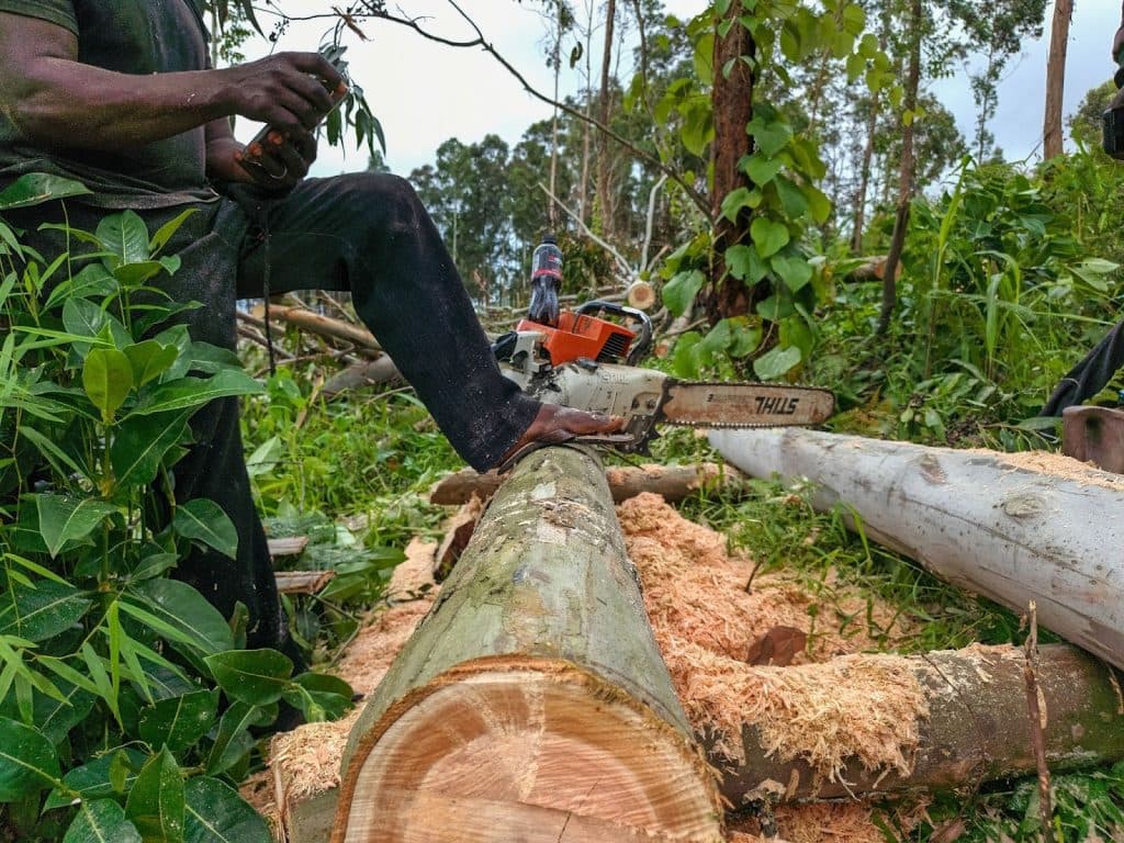 Person using a chainsaw to cut logs in a lush forest, surrounded by sawdust and greenery.
