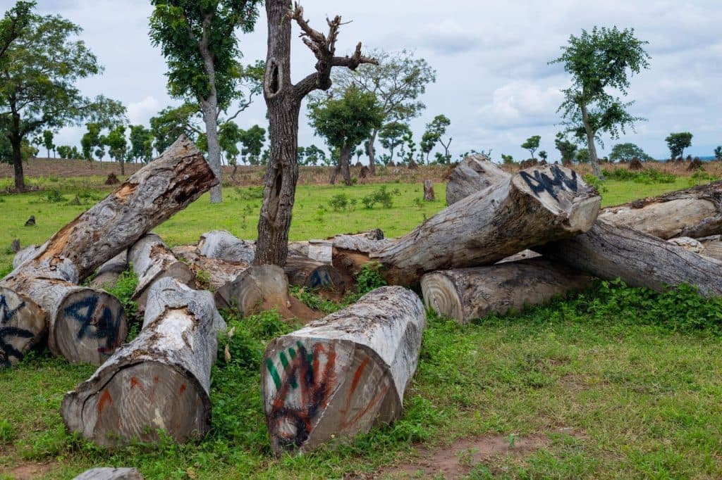 Fallen tree logs with painted markings lie on grassy ground, surrounded by sparse trees under a cloudy sky.