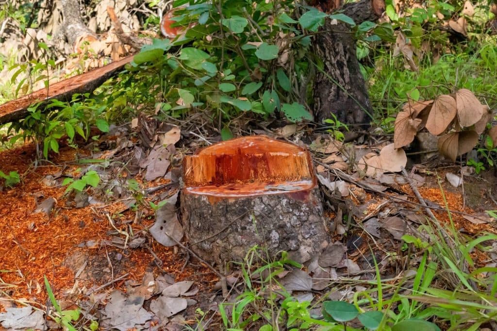 Tree stump with fresh cut, surrounded by leaves and greenery in a forest setting.