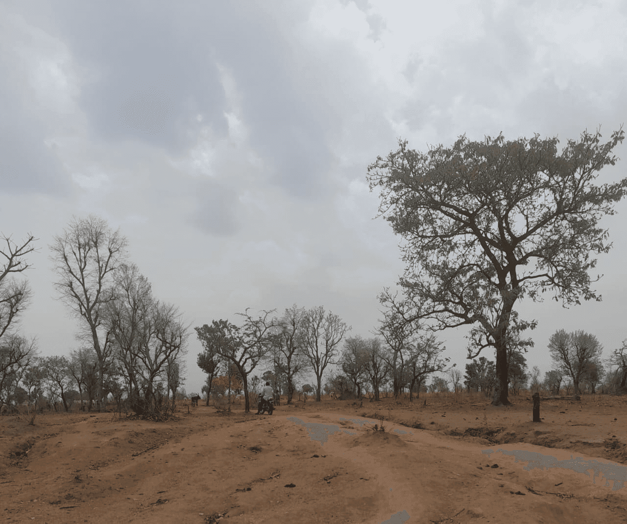 Sparse trees on a dry landscape under a cloudy sky, with a person riding a motorcycle along a dirt path.
