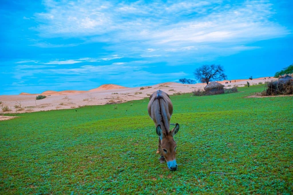 A donkey grazes on green grass with sandy desert dunes and a blue sky in the background.