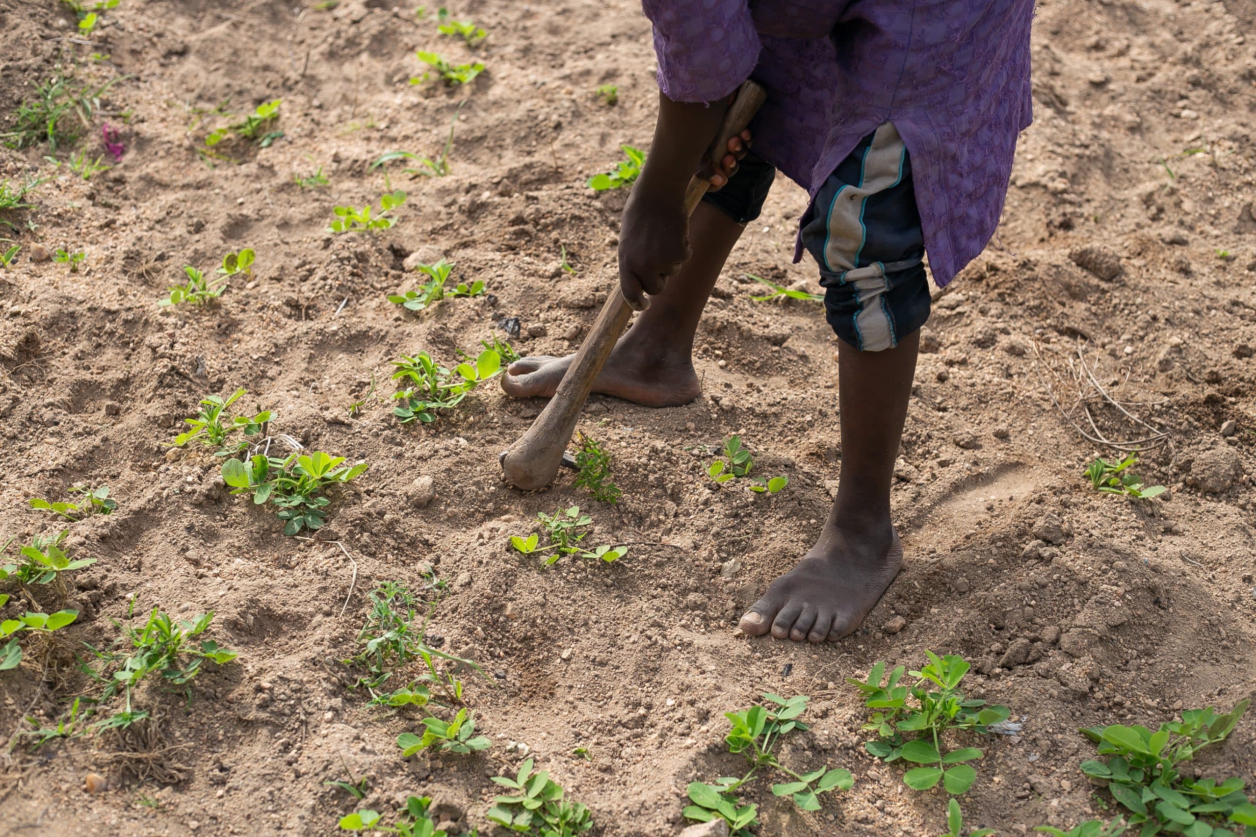 Person using a stick to till soil in a field with green plants. Barefoot on the ground wearing a purple shirt and rolled-up pants.