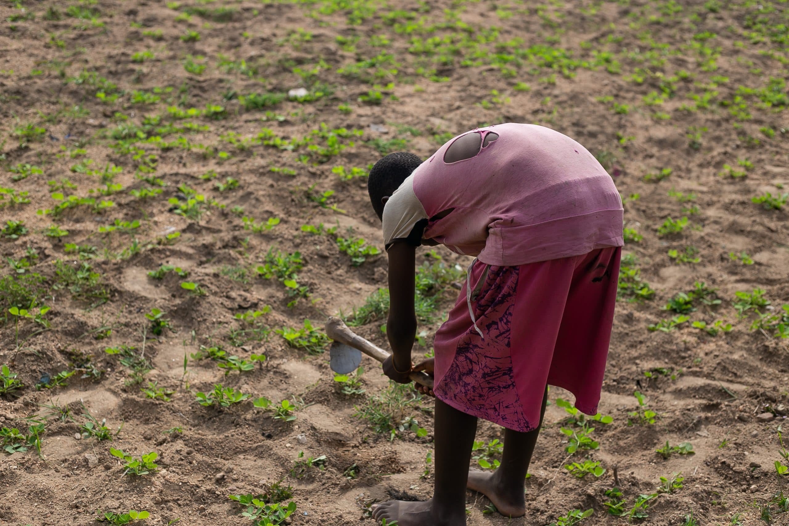 Person in pink shirt and skirt hoeing soil in a field with young plants.