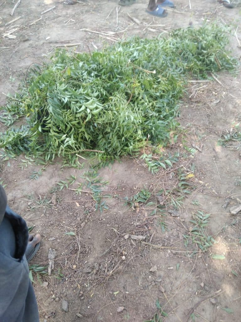 A pile of green leaves on a dirt ground, with parts of people visible around the edges.