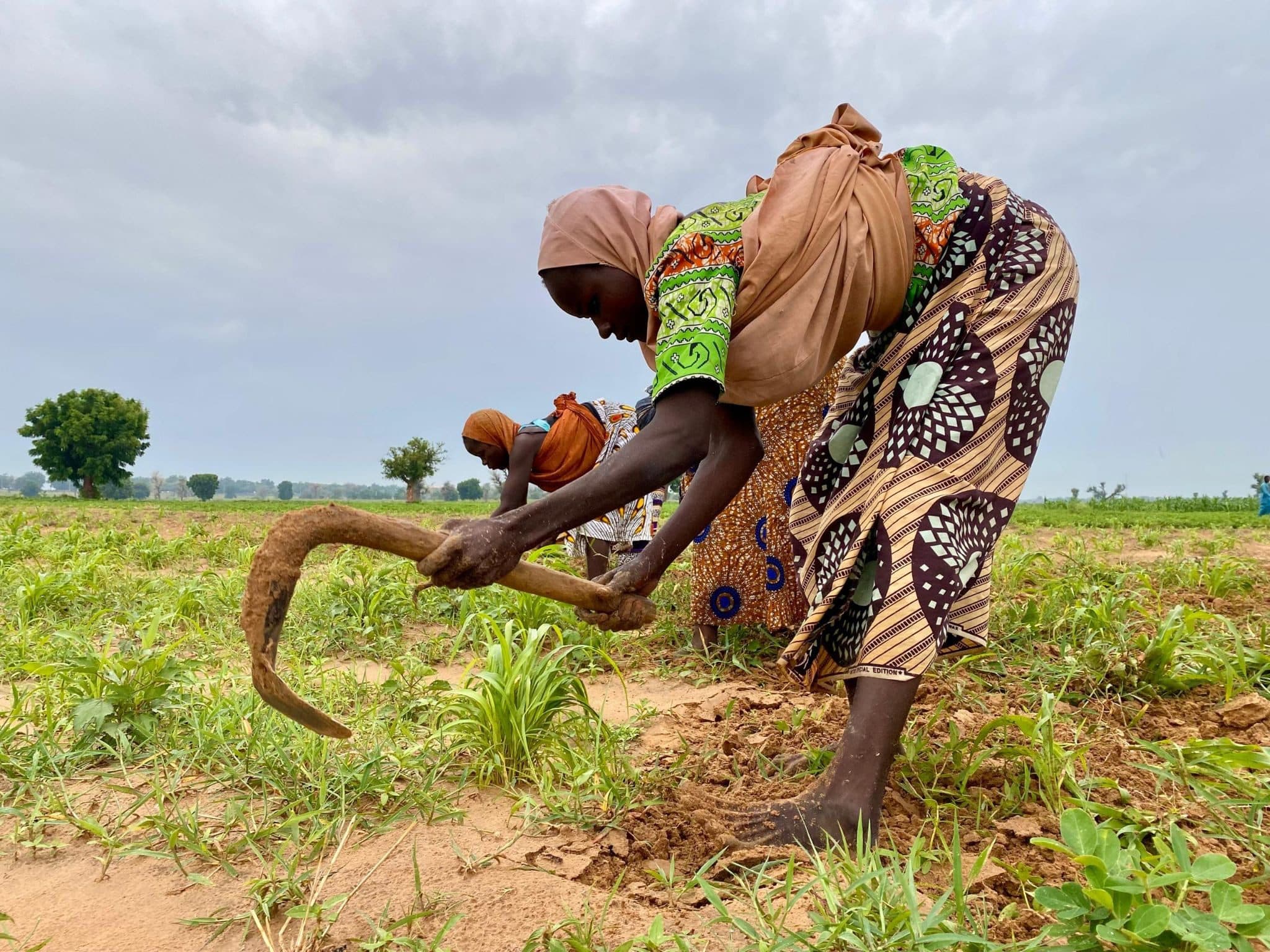 Women in colorful attire farming in a field under a cloudy sky, using tools to tend to crops.