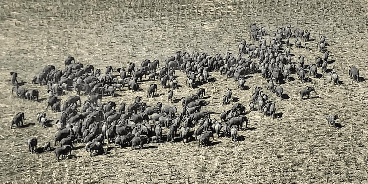 Lake Chad: 3 Endangered Savannah Elephants Killed In Nigeria- Cameroon Border Community