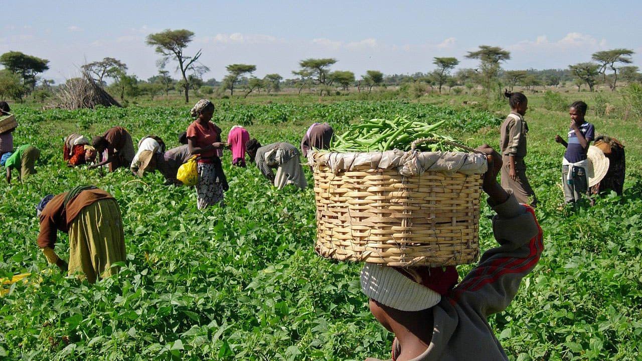Kidnapping, Attacks Threaten Food Security, Oyo Farmers Warn
