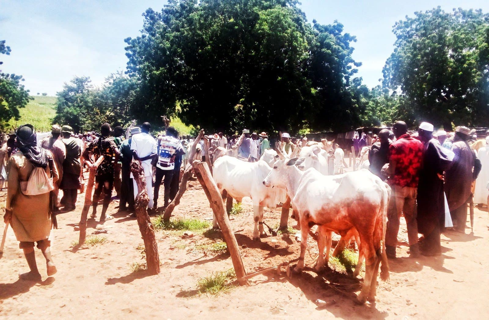 Cattle section of the market after the dispute was resolved.