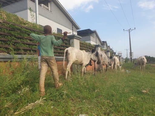 A child in green herds cows along a grassy path near a row of houses and power lines under a clear blue sky.
