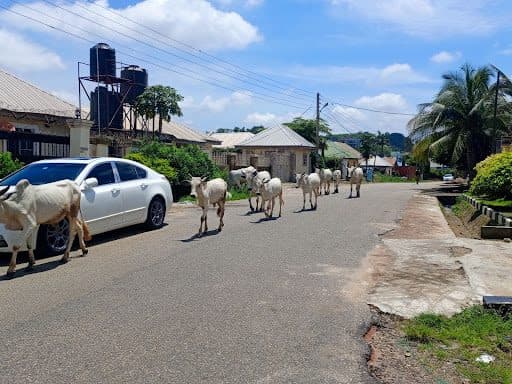 Cows walk down a residential street with parked cars and houses on a sunny day.