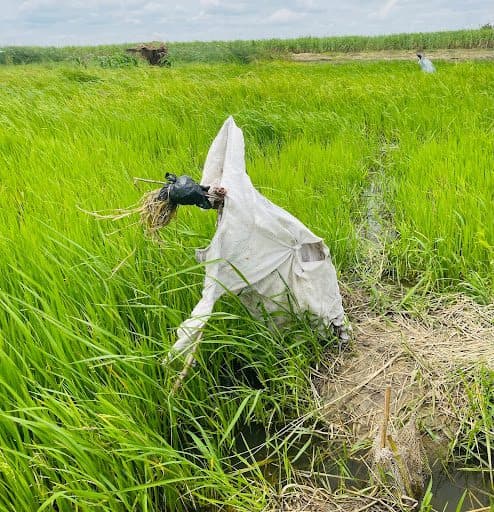 A scarecrow dressed in white fabric stands in a lush green field under a cloudy sky.