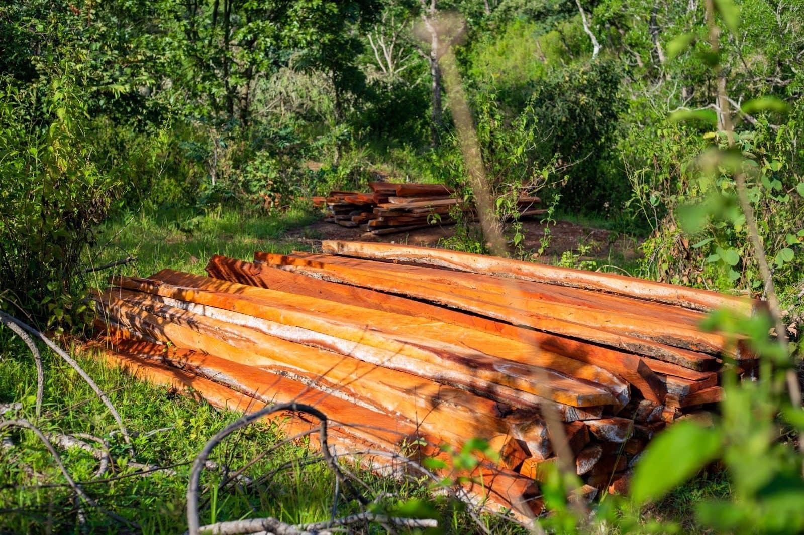 Freshly cut rosewood planks stacked inside Sunawara Forest, Adamawa State, North East Nigeria. Loggers sometimes process the timber into transportable sizes before moving them to depots outside the area.