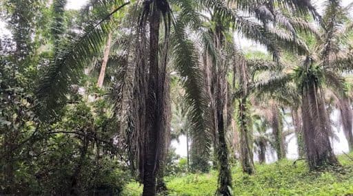 Dense tropical forest with tall palm trees and lush greenery.