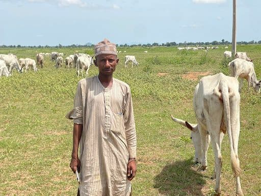 Man standing in a field with grazing cows under a clear sky.
