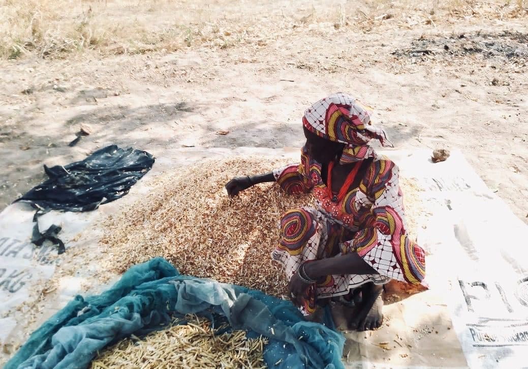 Person sorting grains on a mat, wearing colorful patterned clothing, outdoors on a sunny day.