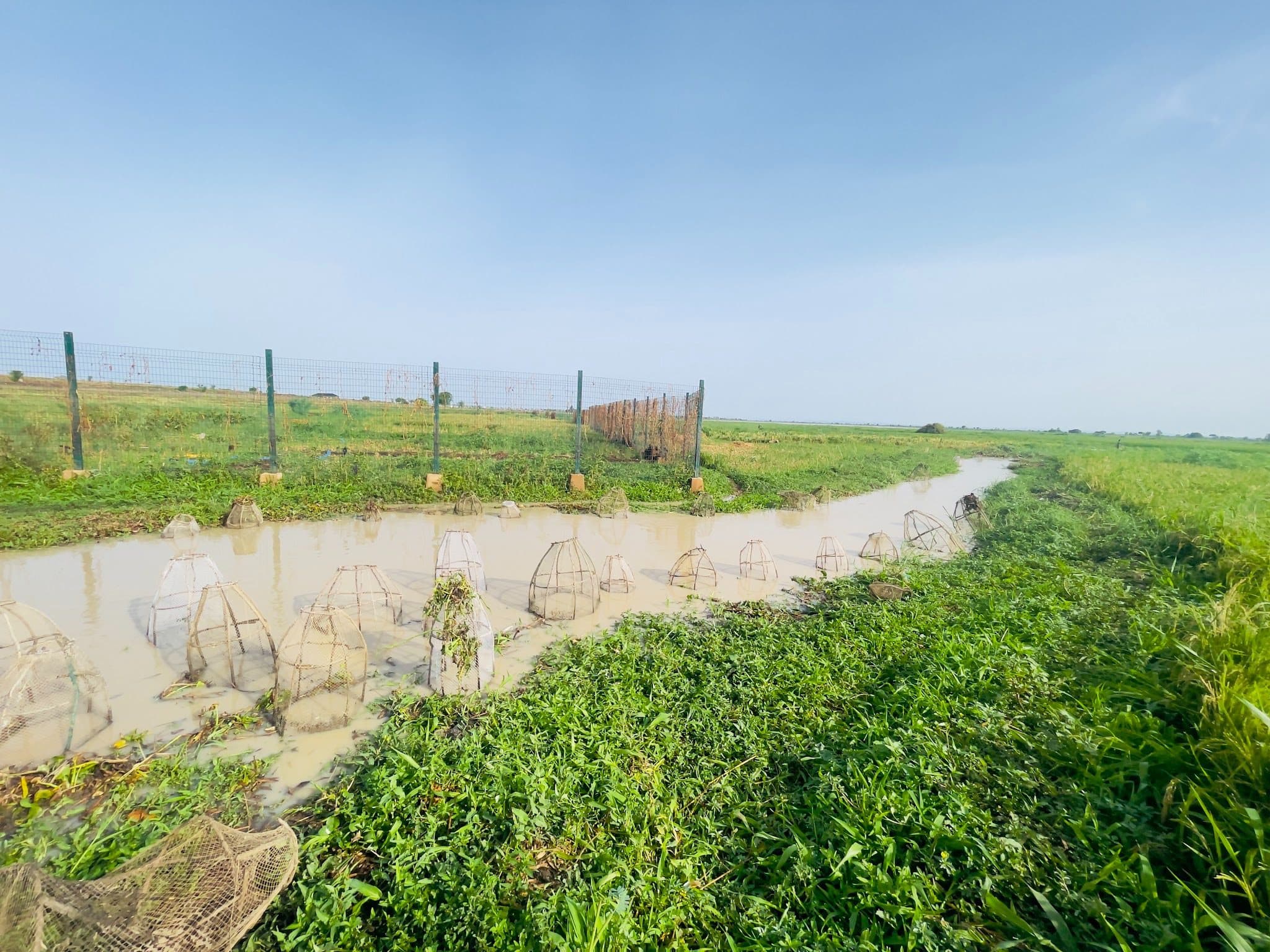 Wire fish traps line a muddy riverbank in a grassy field under a clear blue sky.